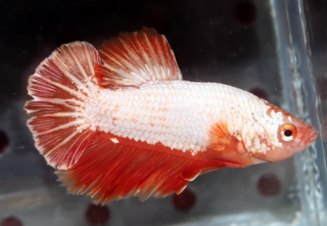 Betta Red Dragon Snow Male L