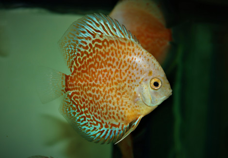 S. Aequifasciatus Snow Eruption S/M