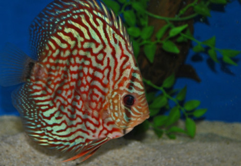 Discus Red Turquoise Checkerboard S/M