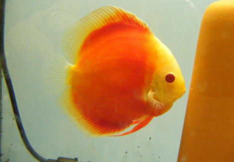 Discus Red Golden Diamond M/L