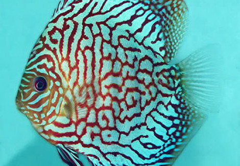Discus Red Turquoise Checkerboard S/M