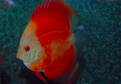 Discus Red Melon White Face M