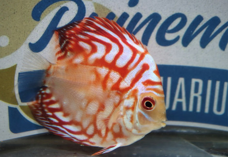 S. Aequifasciatus Red Map S/M