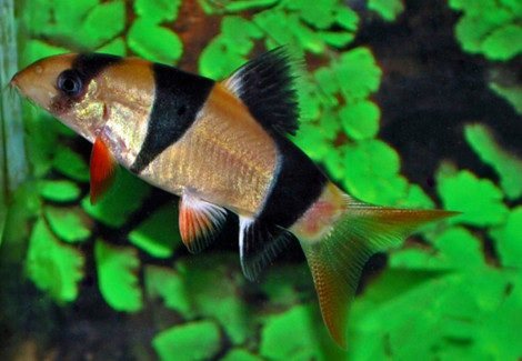 Chromobotia Macracanthus  Xl
