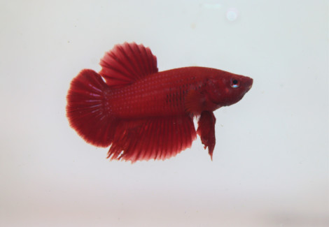 Betta Sp. Plakat Solid Red Maschio Xl