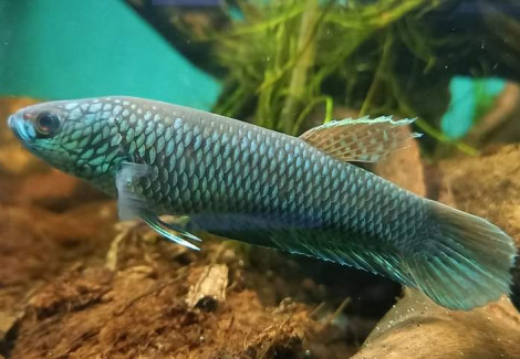 Betta Antuta S/M