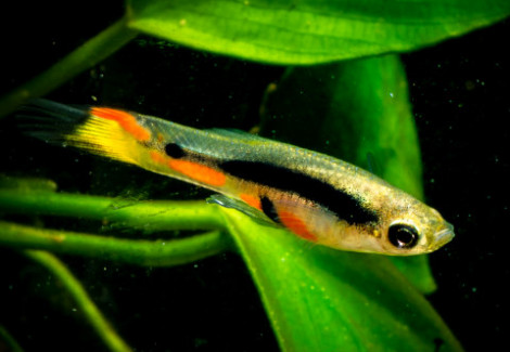 Poec. Wingei Campoma 35 (M/F) M