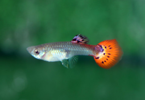 Guppy Snakeskin Red Femaschio M