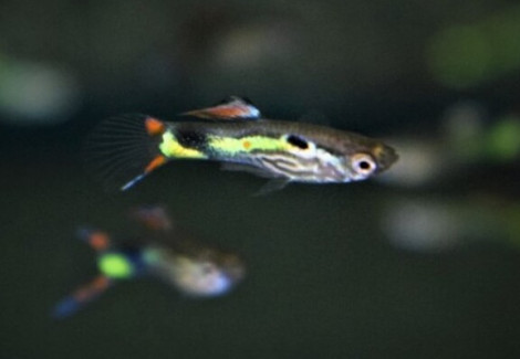 Guppywingei Lime Tiger Maschio M