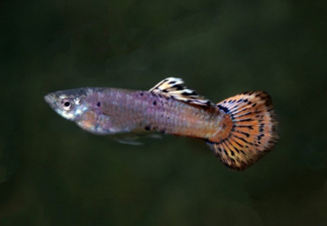 Guppy Pink Panther M