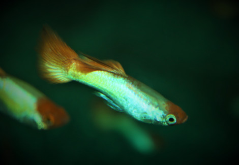 Guppy Platinum Red Cap Sunset   Brasil M