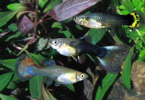 Guppy Femmina German Breed M