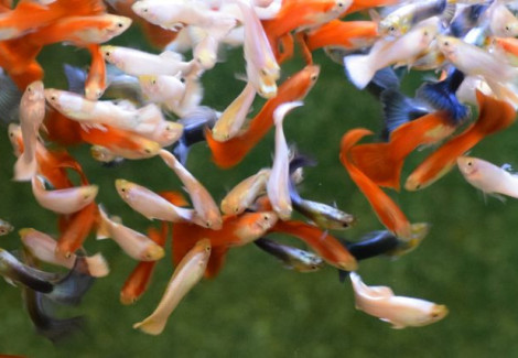 Guppy Maschio Mixed 'France Flag' M