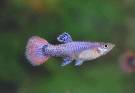 Guppytuxedo Pink Female M