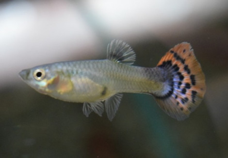 Guppy Leopard Red Blue Femmina M