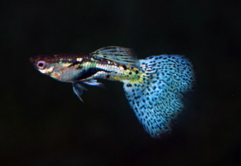 Guppy Blue/Green Grass Snakeskin M