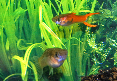 Poecilia Wingei Red Scarlet M (Maschio)