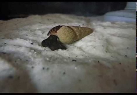 Tylomelania Sp. Pecfecta Chocolate 4-6