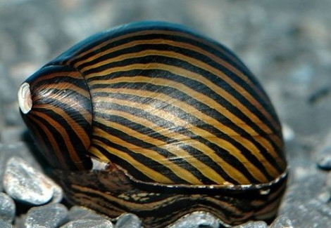Neritina Paralella 2