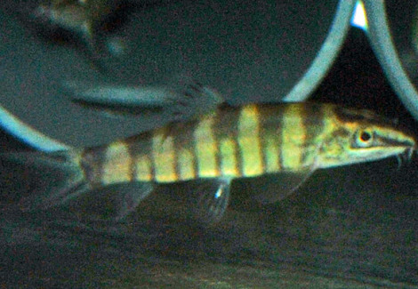 Sinibotia Robusta L