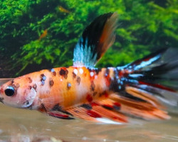 Betta Sp. Super Delta Nemo Male Xl