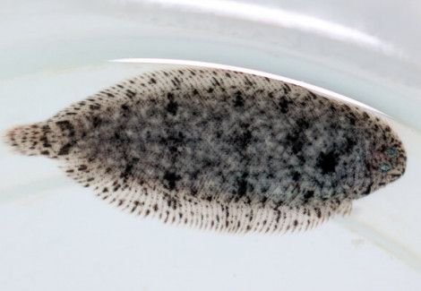 Brachirus Villosus M/L