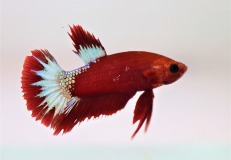 Betta Sp. Plakat Hellboy Red Maschio L