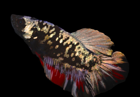 Betta Sp. Plakat Hellboy Yellow Maschio L