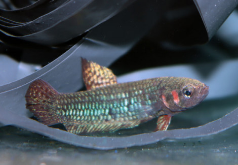 Betta Hendra M