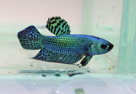 Betta Sp. Plakat Alien Green Maschio L