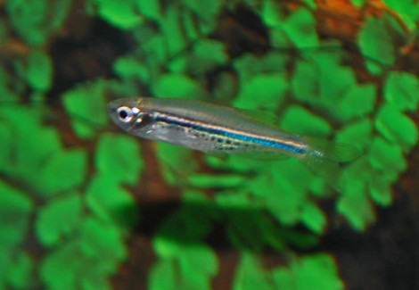 Danio Nigrofasciatus S/M