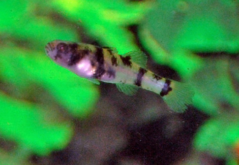 Brachygobius Nunus S