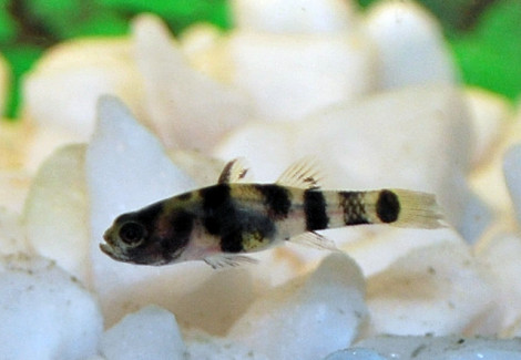 Brachygobius Xanthomelas M