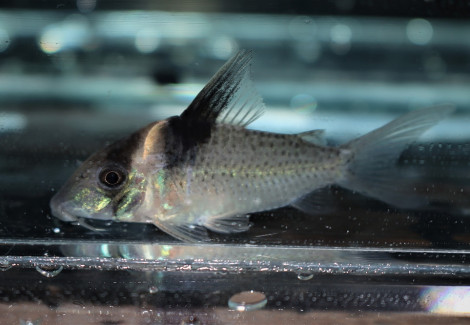 Corydoras Amandajanea M/L