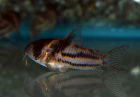 Corydoras Sp. Cw127 Xl