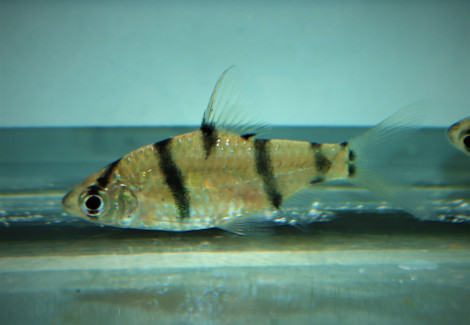 Systomus Endecanalis M