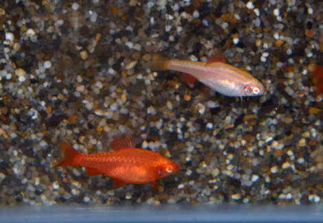 Puntius Titteya Albino M