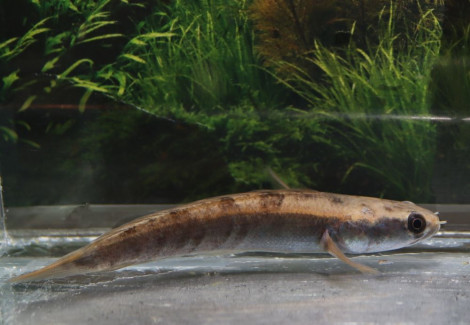 Channa Sp. Red Barito S/M