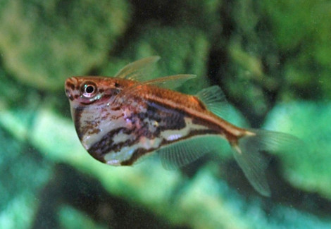 Carnegiella Strigata Strigata M