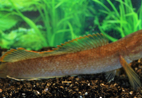 Channa Sp. Laos Fireback L