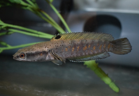 Channa Pulchra S