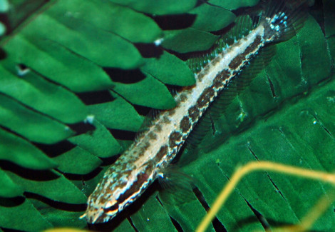 Parachanna Obscura L