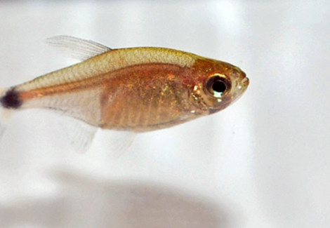 Cheirodon Kriegi M
