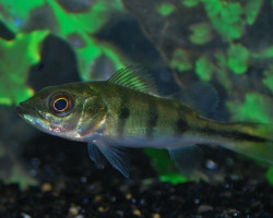Cichla Monoculus  S