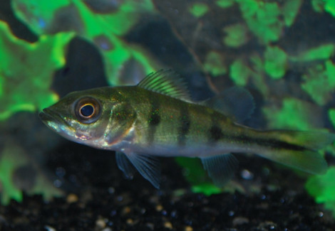 Cichla Monoculus  S