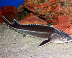 Acipenser Ruthenus 18-20 Cm
