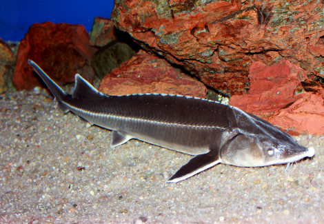 Acipenser Ruthenus 18-20 Cm