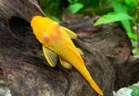 Ancistrus Gold Albino