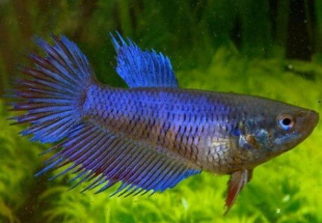 Betta Femmine Crown Tail Mix Xl