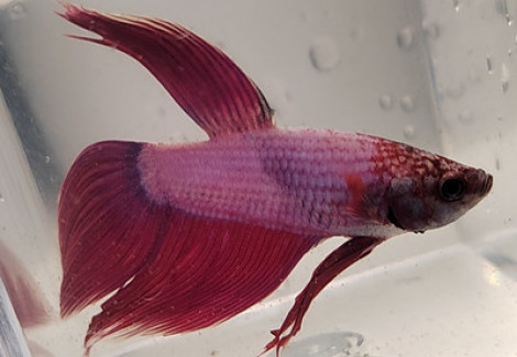 Betta Maschio Cambodian Purple/Lavender L-Xl